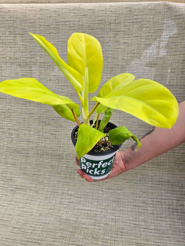Philodendron hybrid 'Malay Gold'
