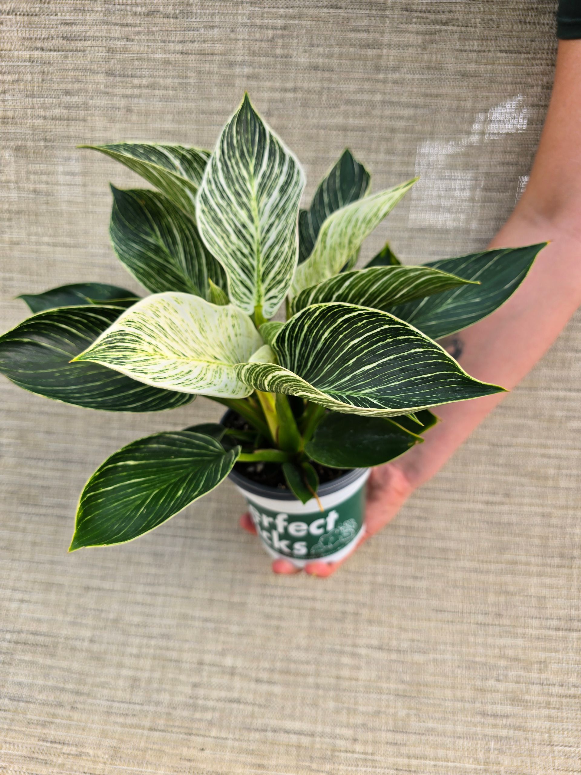 A small potted plant is sitting on a table.