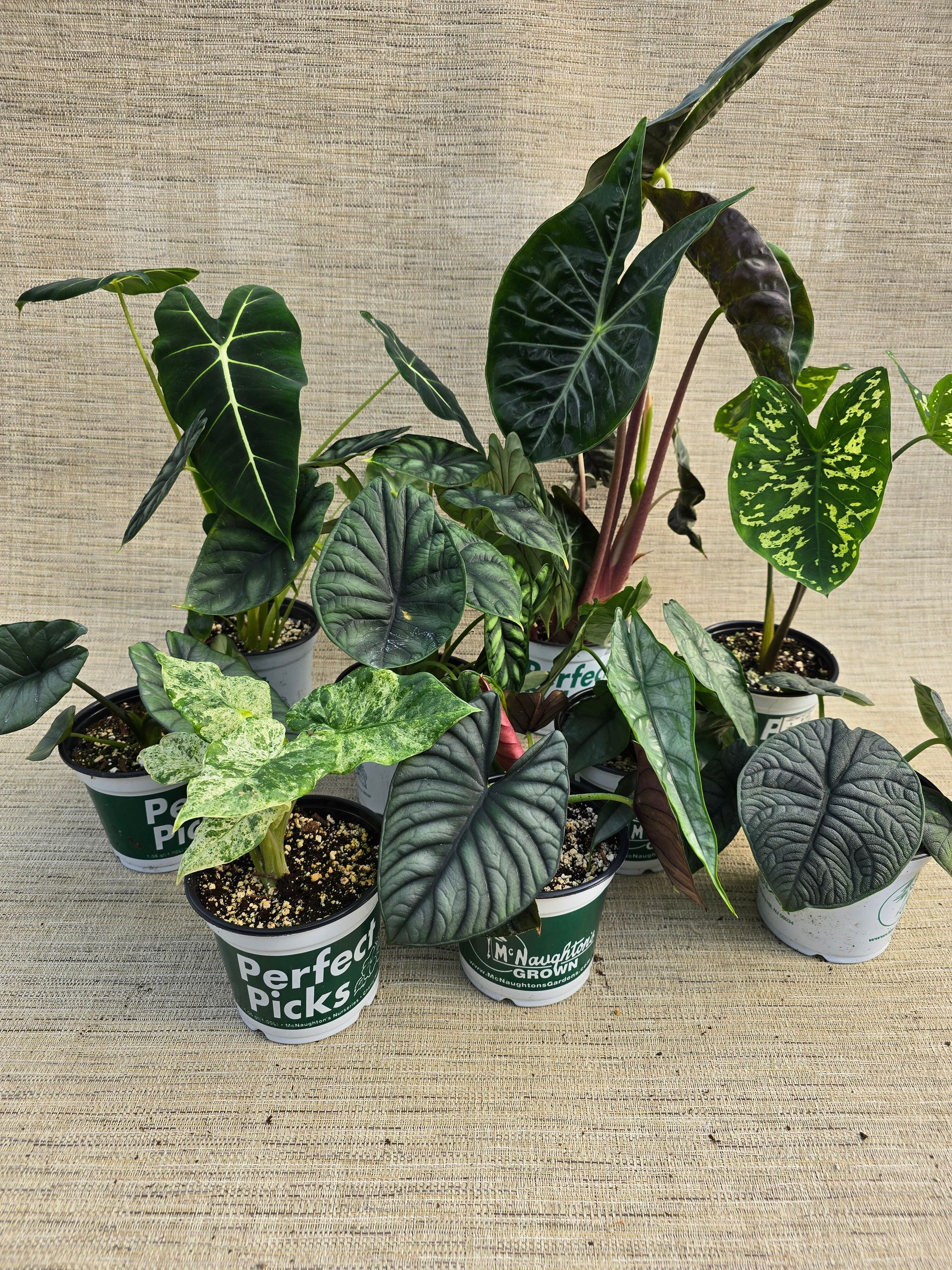 A bunch of potted plants are sitting on the ground.