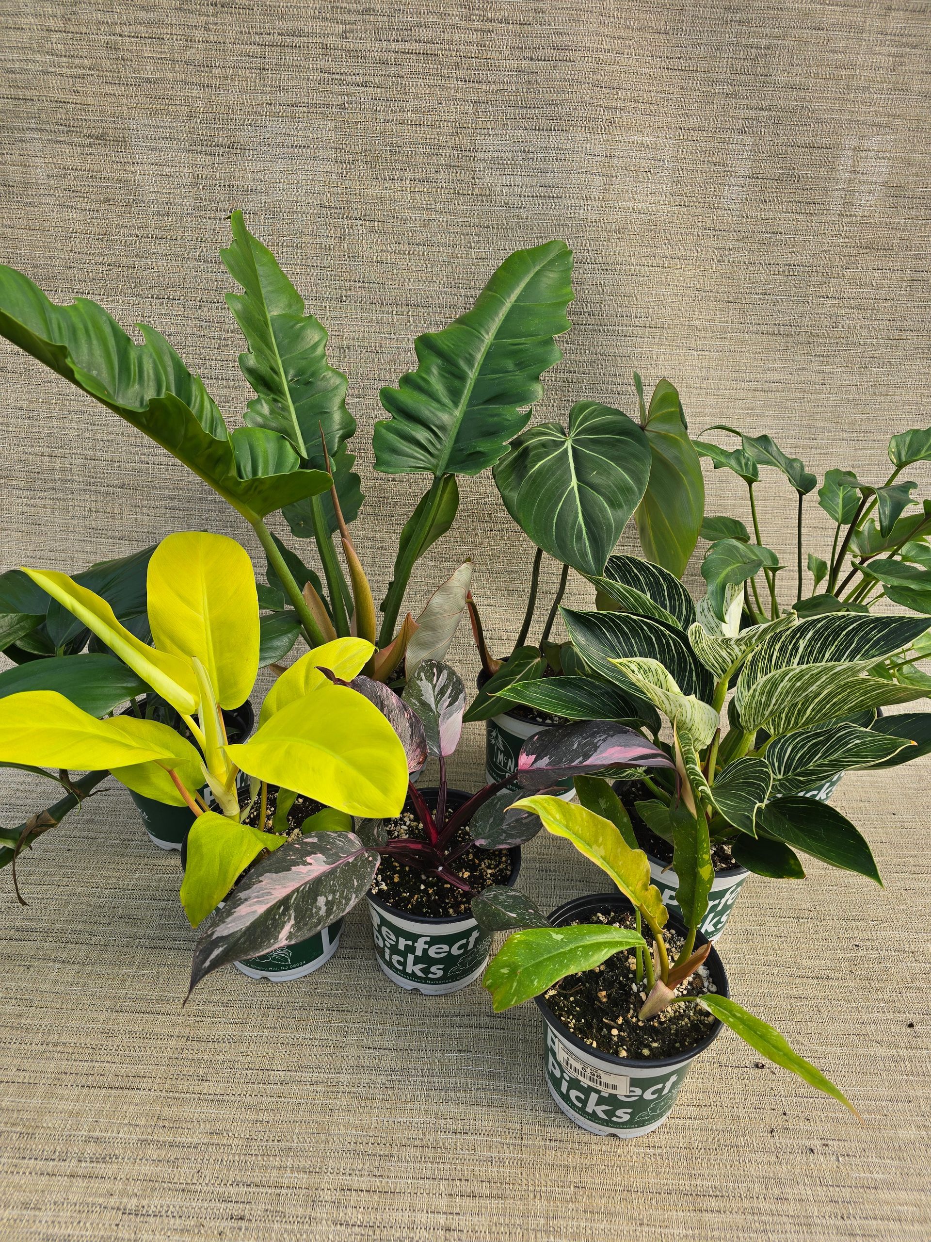 A bunch of potted plants are sitting on the ground