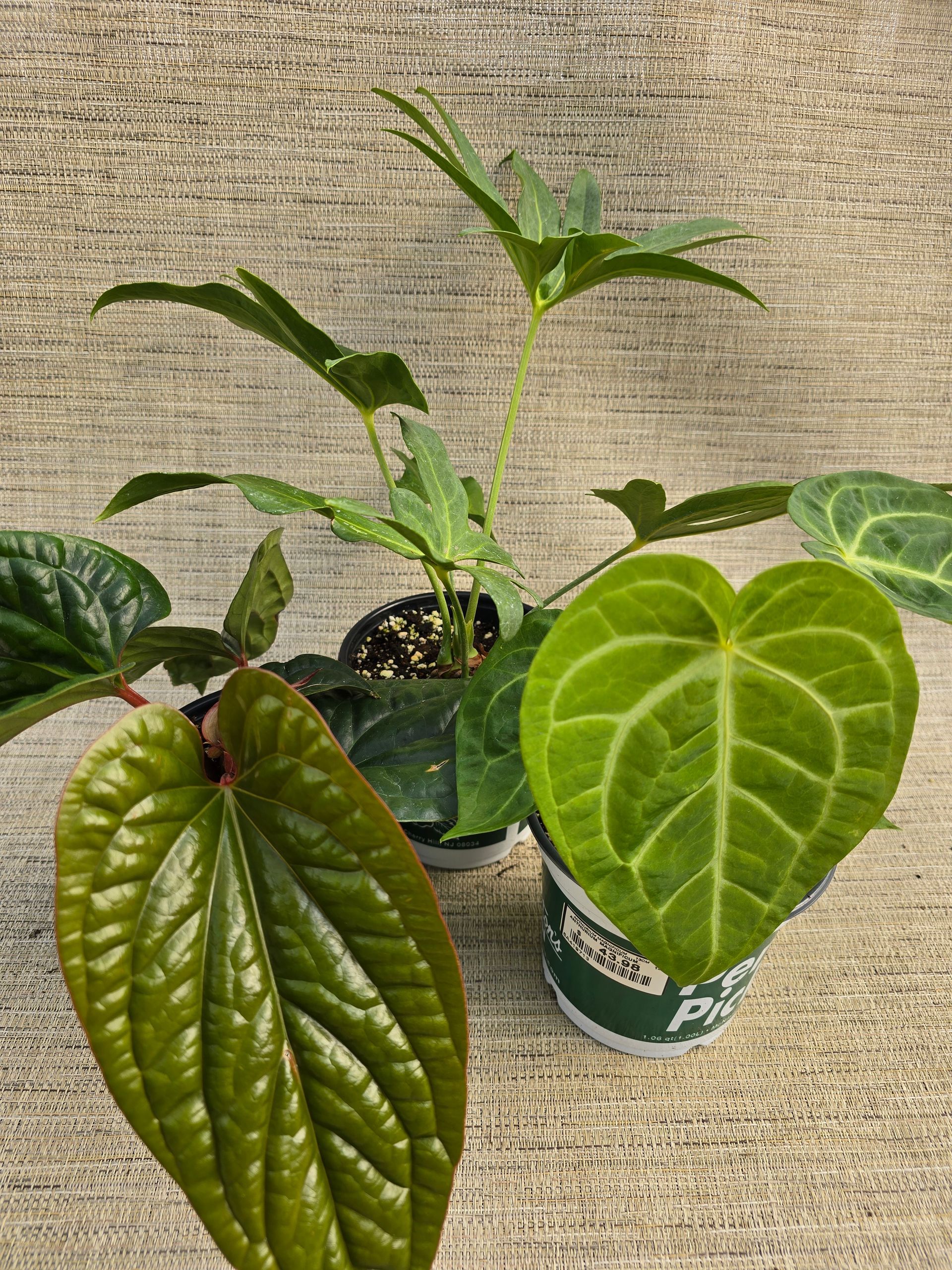 Three potted plants with heart shaped leaves are sitting on a concrete surface.