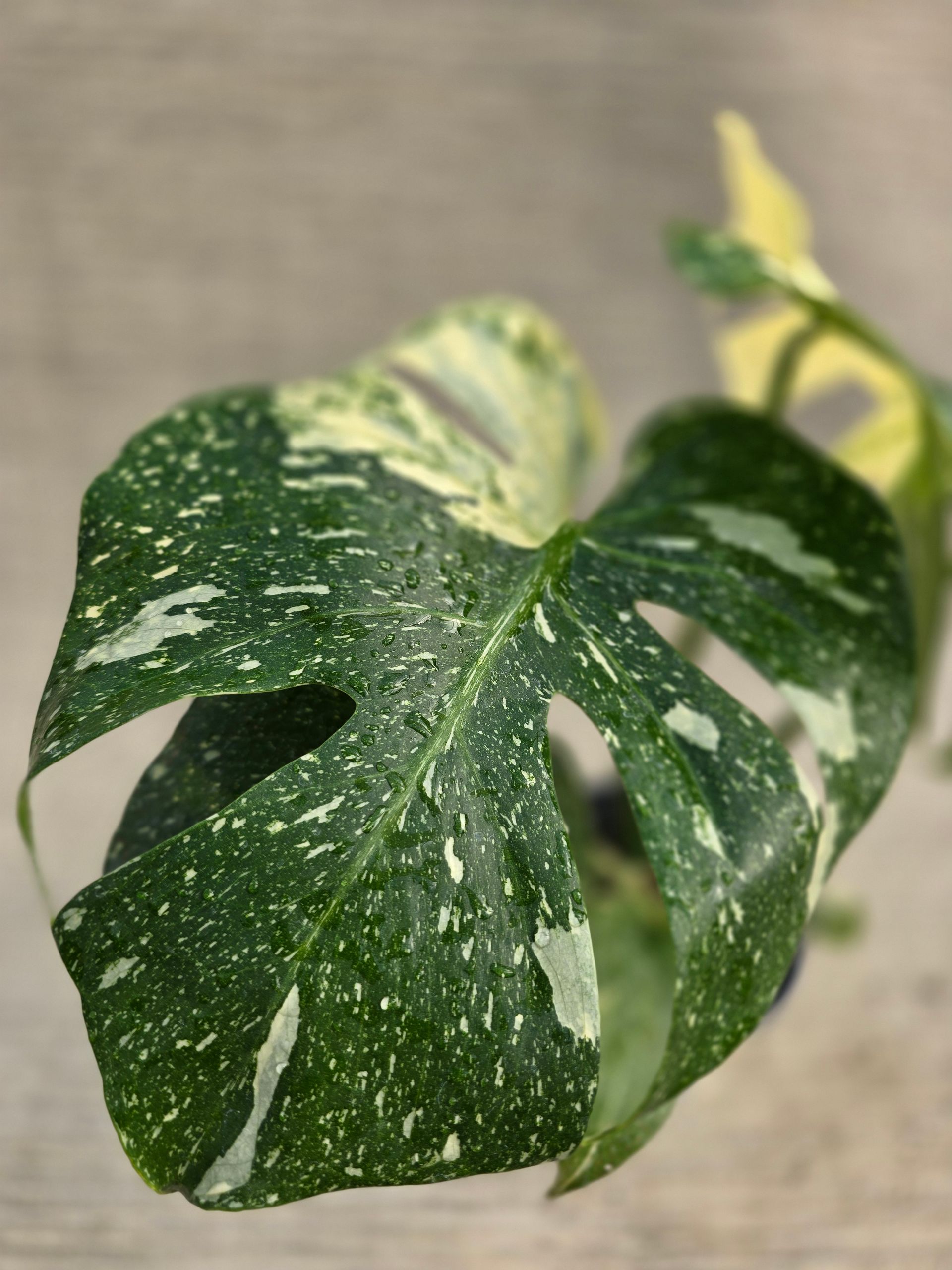 A small potted plant with green and yellow leaves