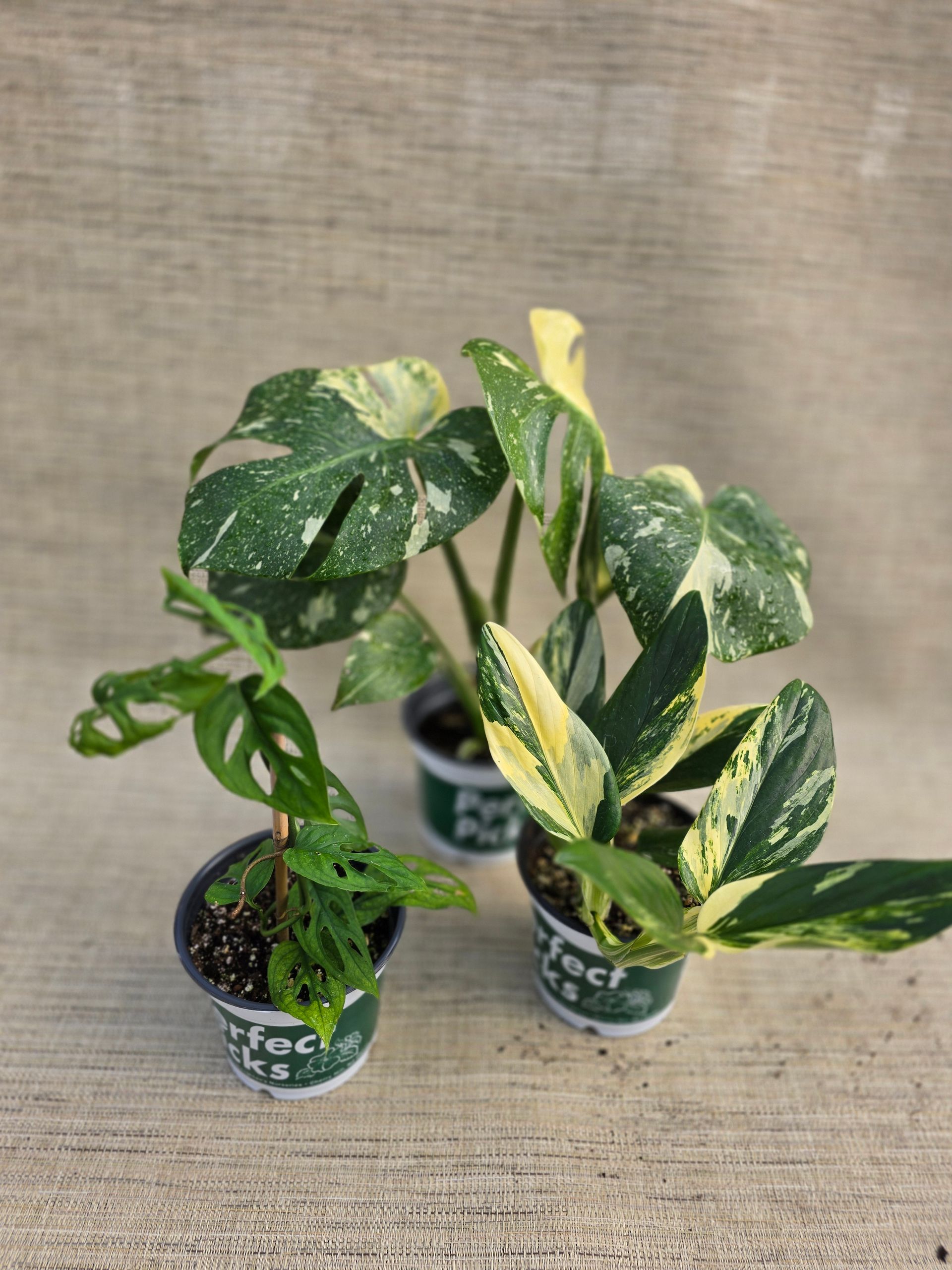 Three potted monstera houseplants