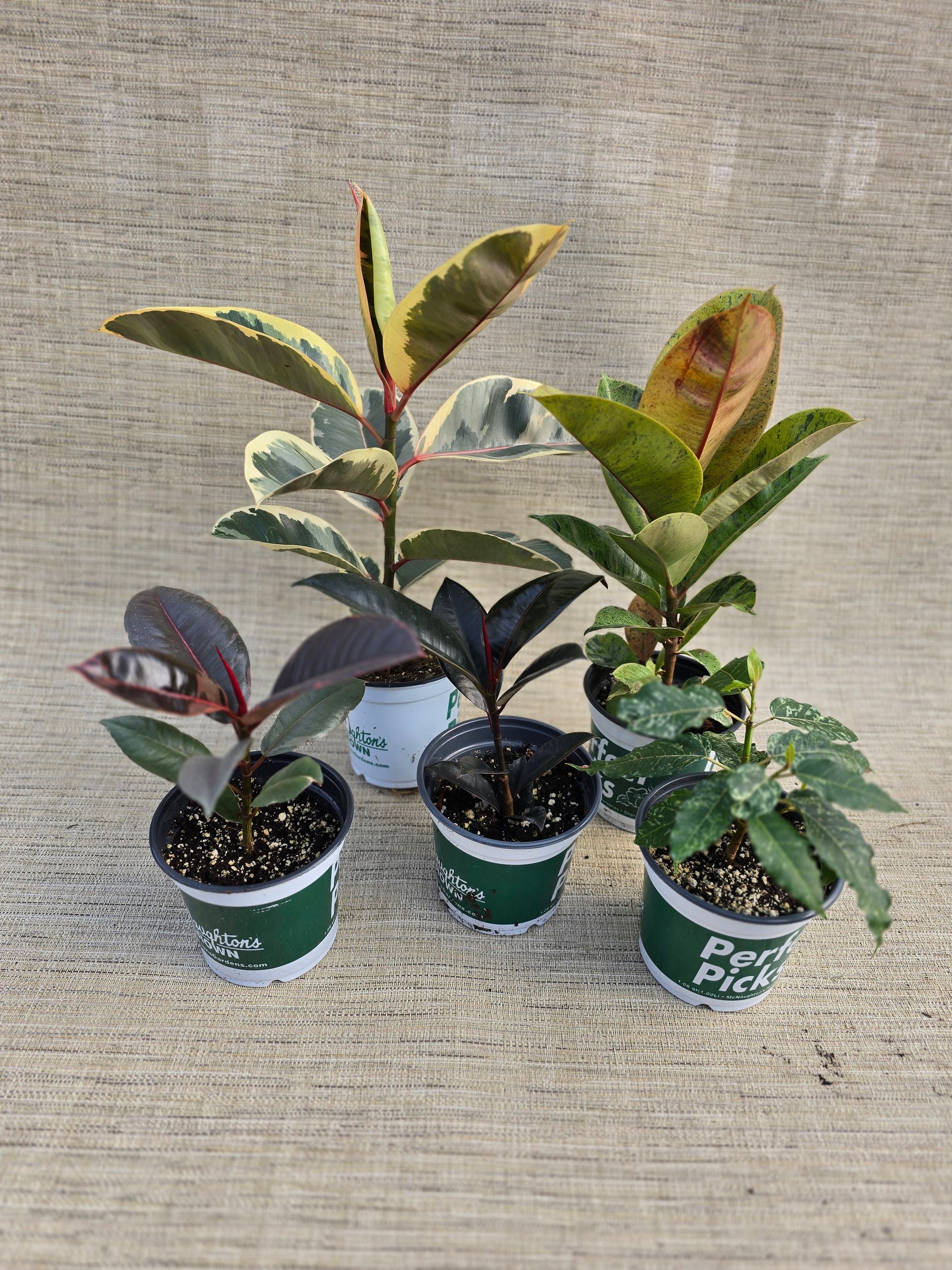 A group of ficus houseplants potted plants are sitting on a table.