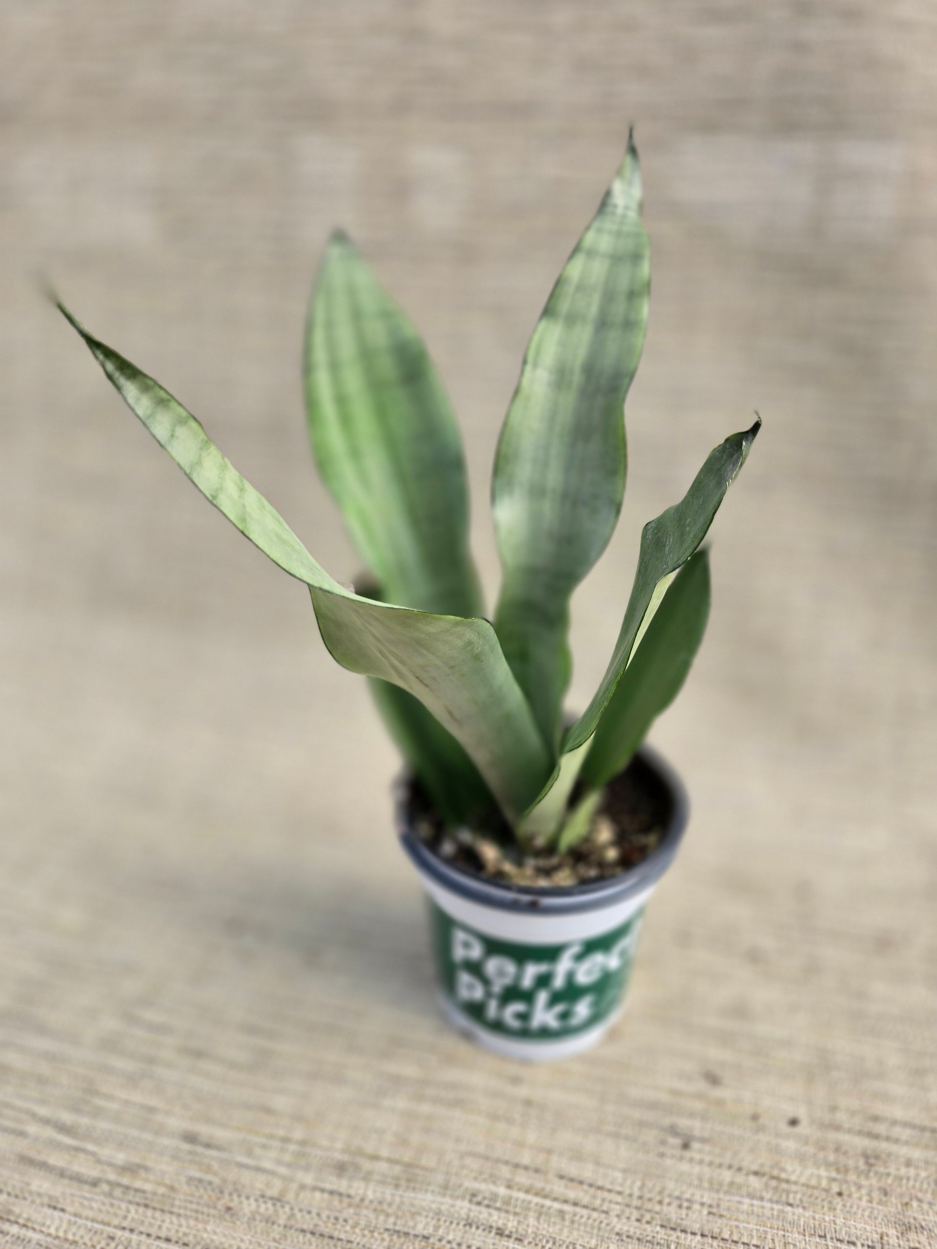 sansevieria