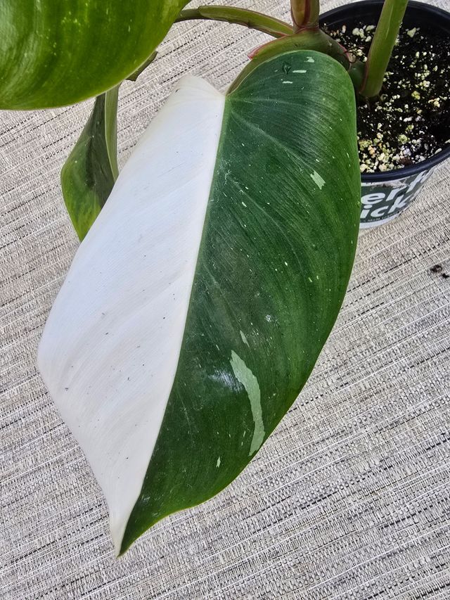 Philodendron erubescens 'White Princess'