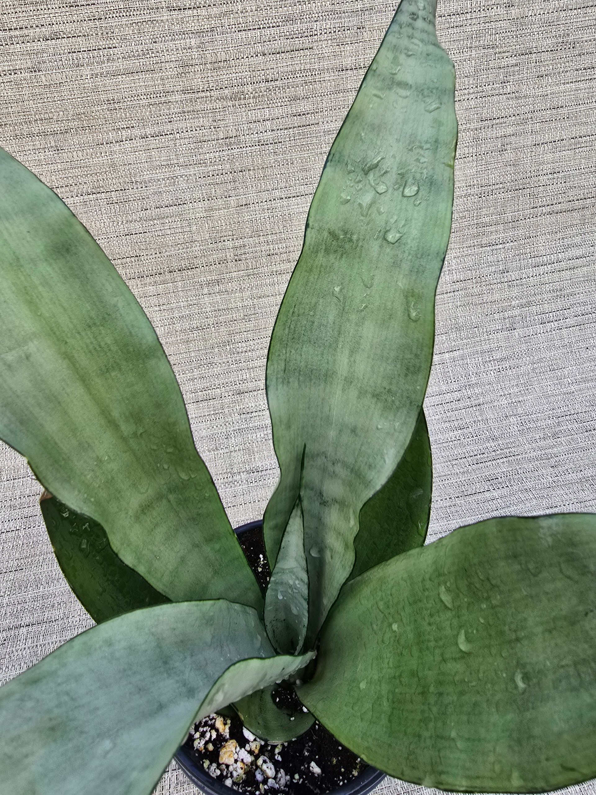 A small potted plant is sitting on a concrete surface.