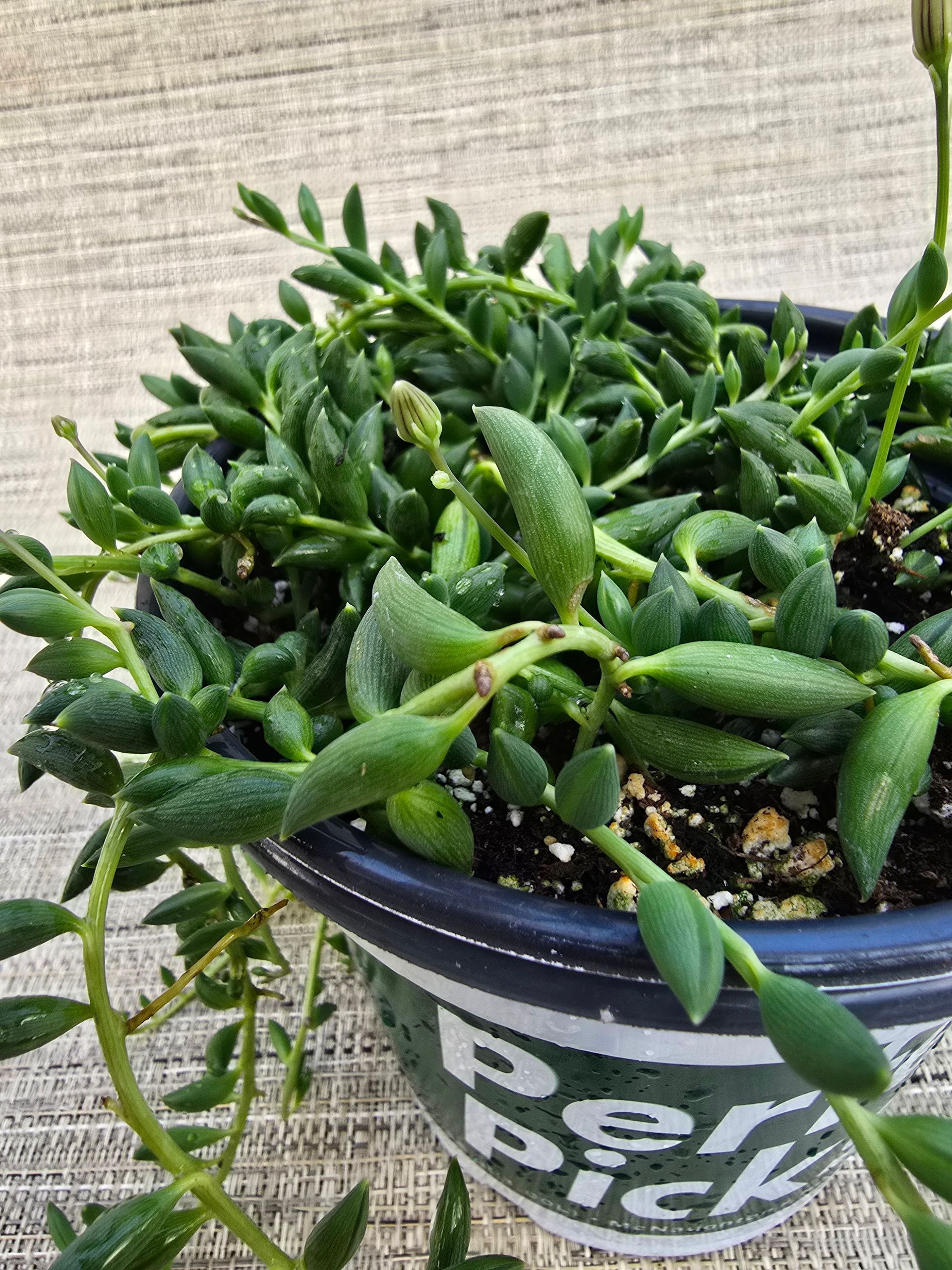 A potted plant with green leaves is sitting on a carpet.