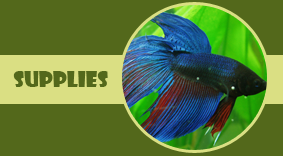 Tropical Fish - Pet Store