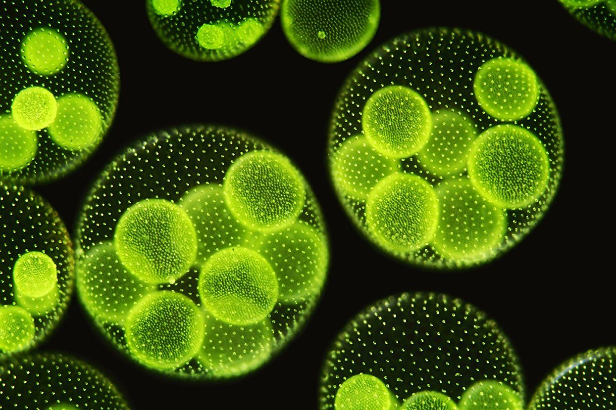 Marine algae.