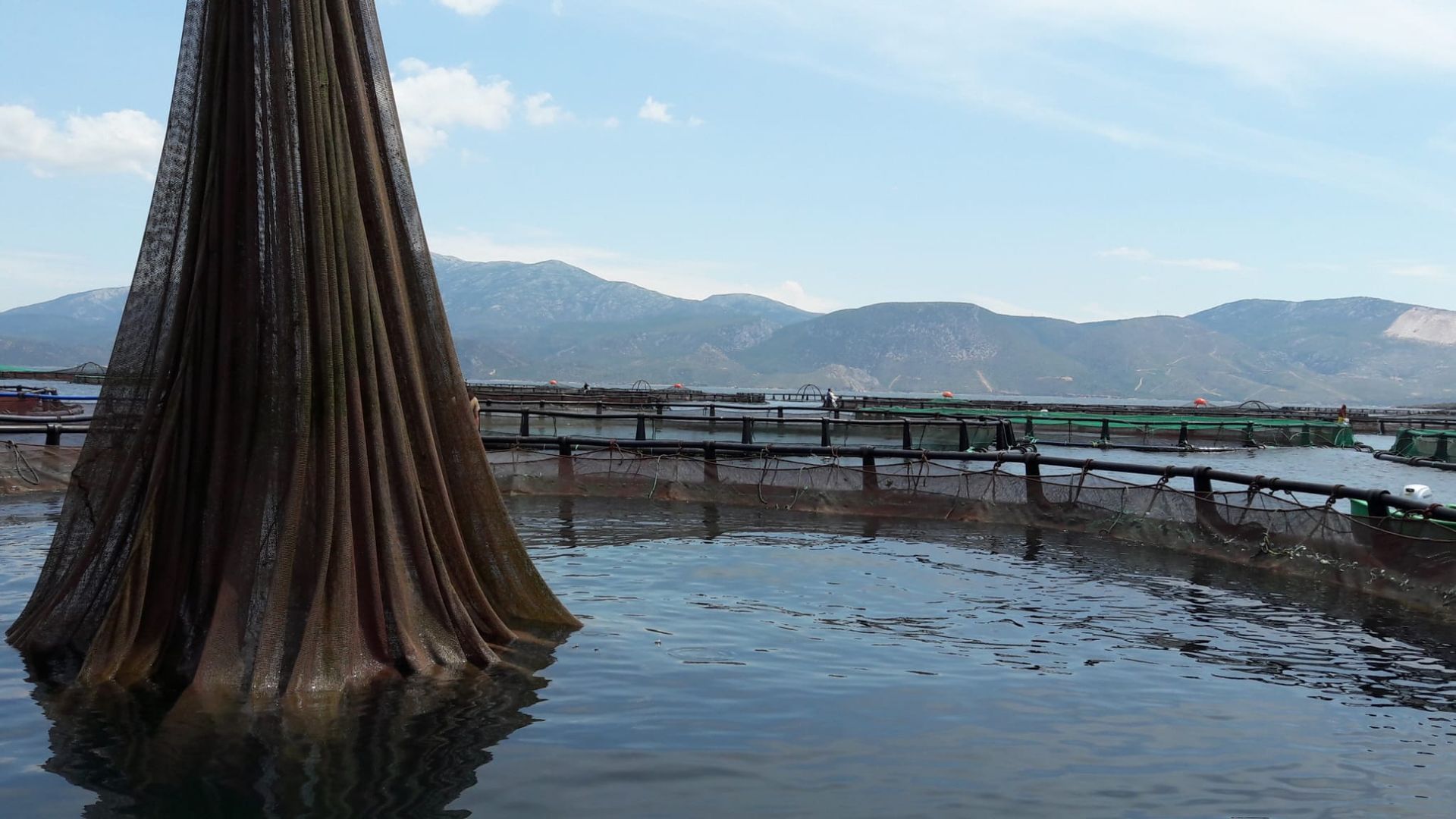 A big fishing net in a breedery for seabass and seabream.