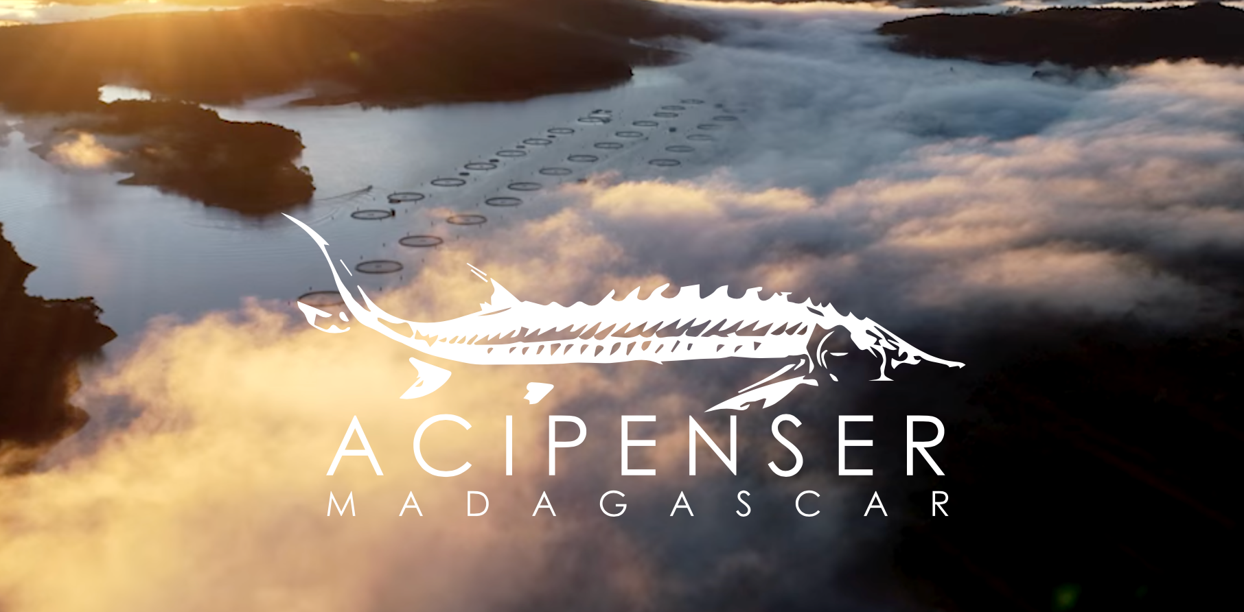 The logo of Acipenser in Madagascar