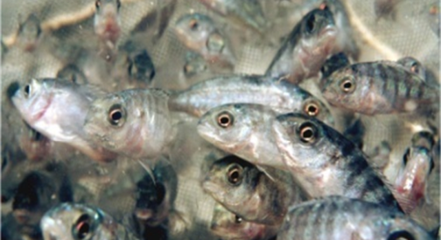 Very young seabass, broodstock.
Kiliç seafood.