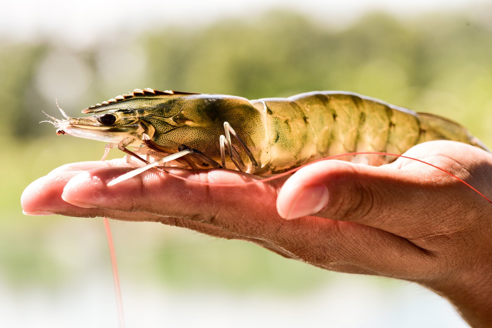 Healthy aquaculture shrimp in a hand.