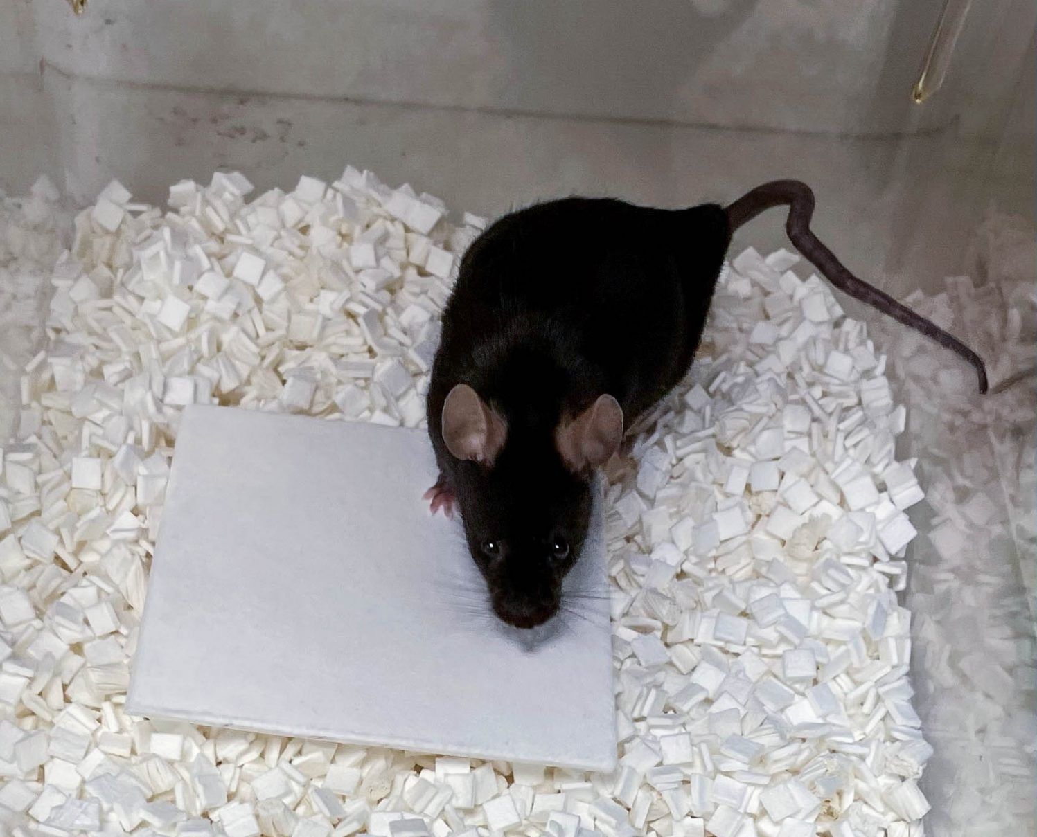 Shepherd Specialty Papers ALPHA-nest