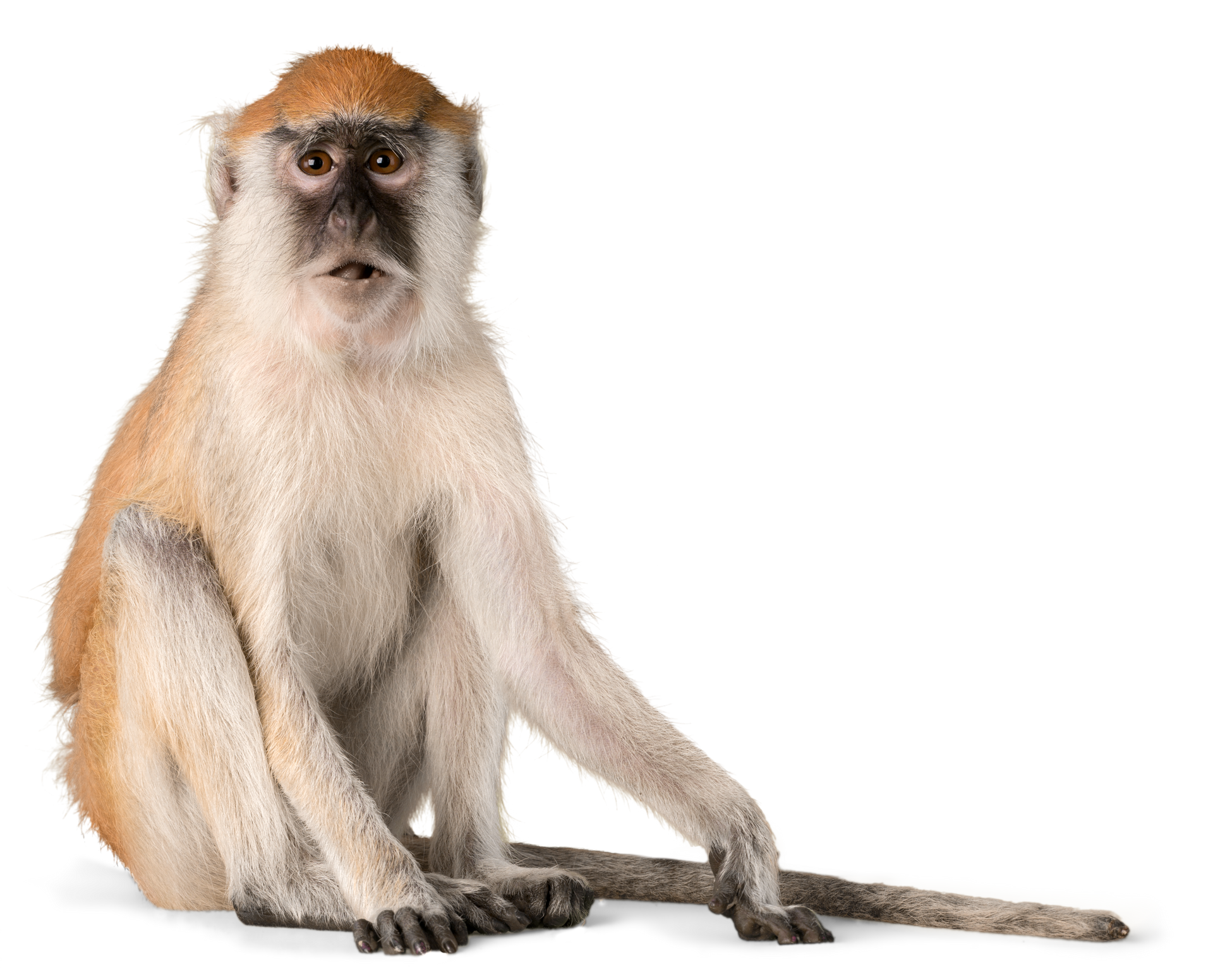 Vervet monkey