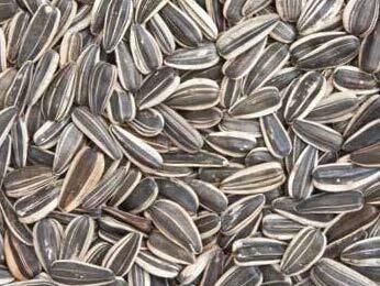 LabDiet® PicoLab® Natural Sunflower