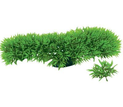 Bio-Serv Certified Green Star Fern