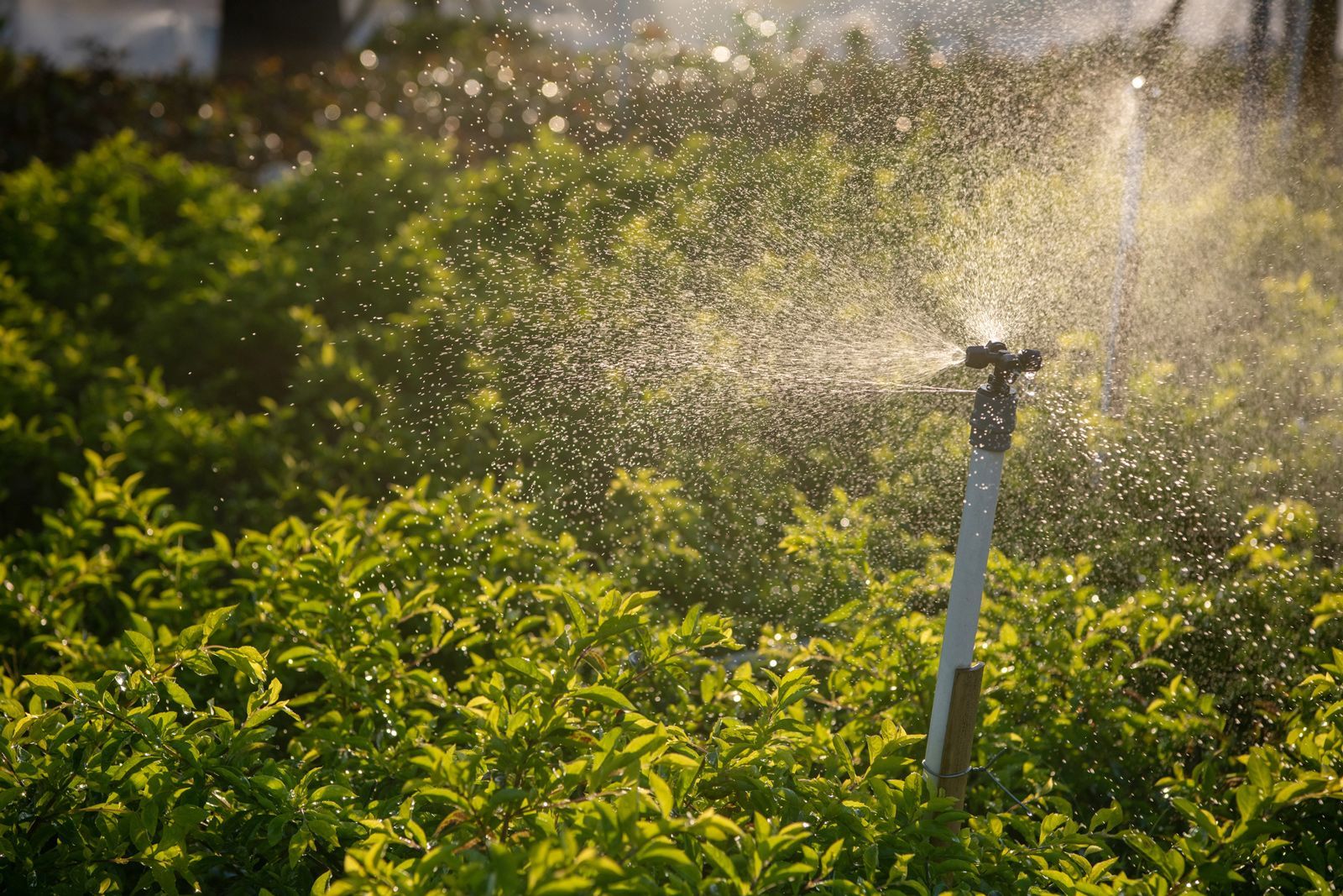 A sprinkler is spraying water on a lush green field.