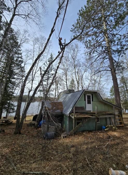 A person is cutting a tree branch with a pair of scissors.