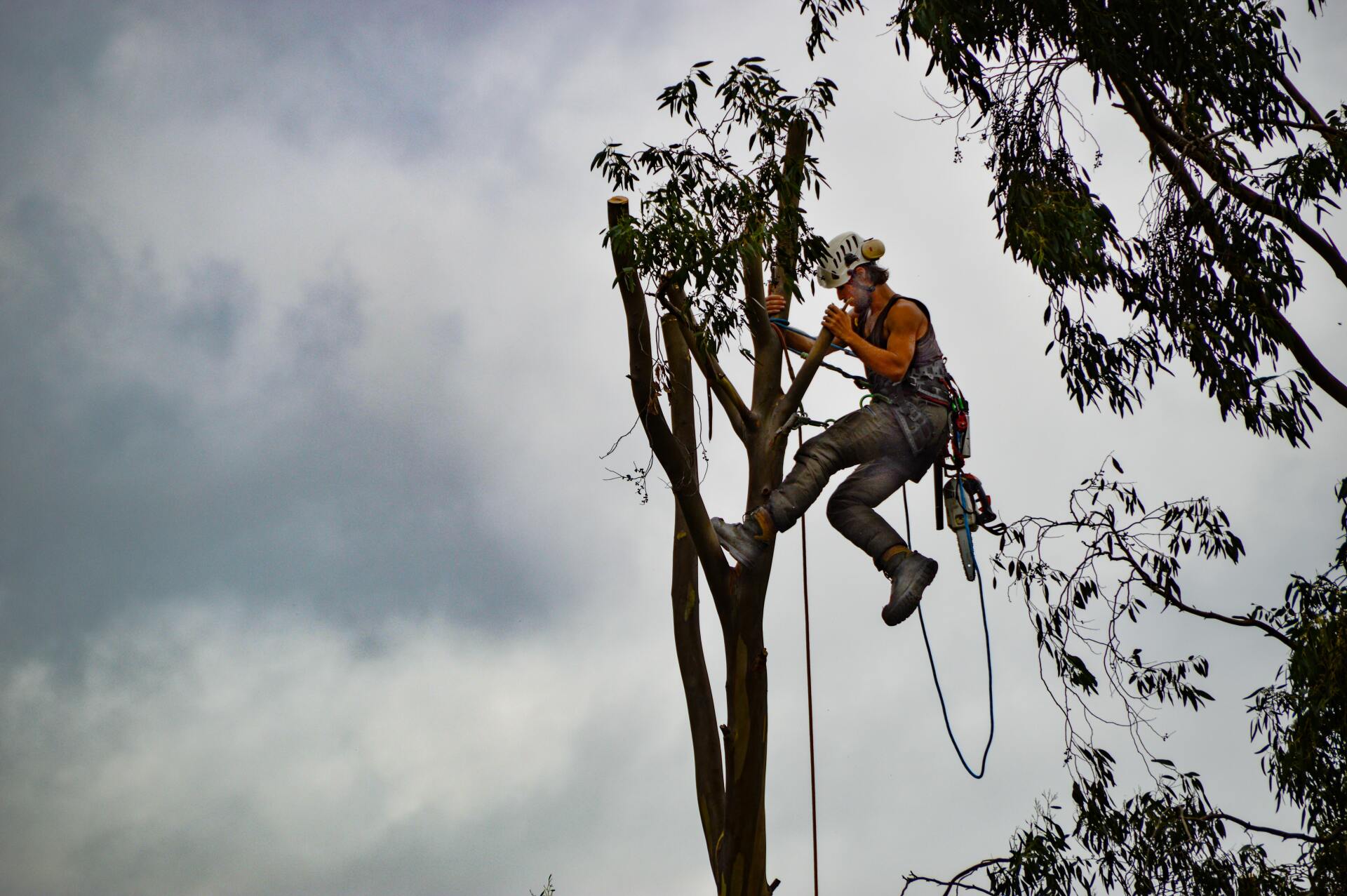 A person ascending a tall tree using ropes and climbing gear.