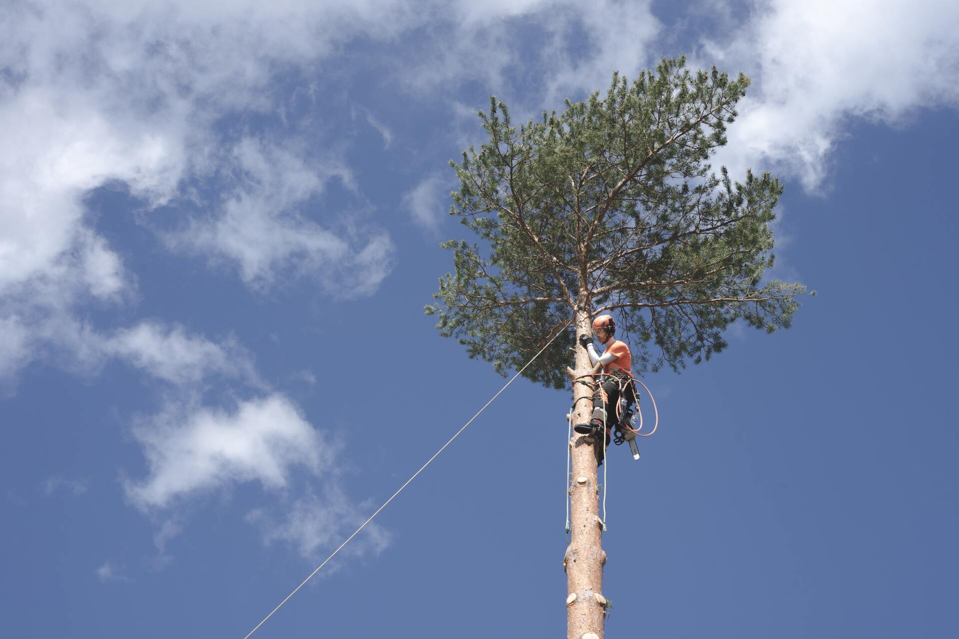 Person climbing a tall tree with safety harness and equipment.