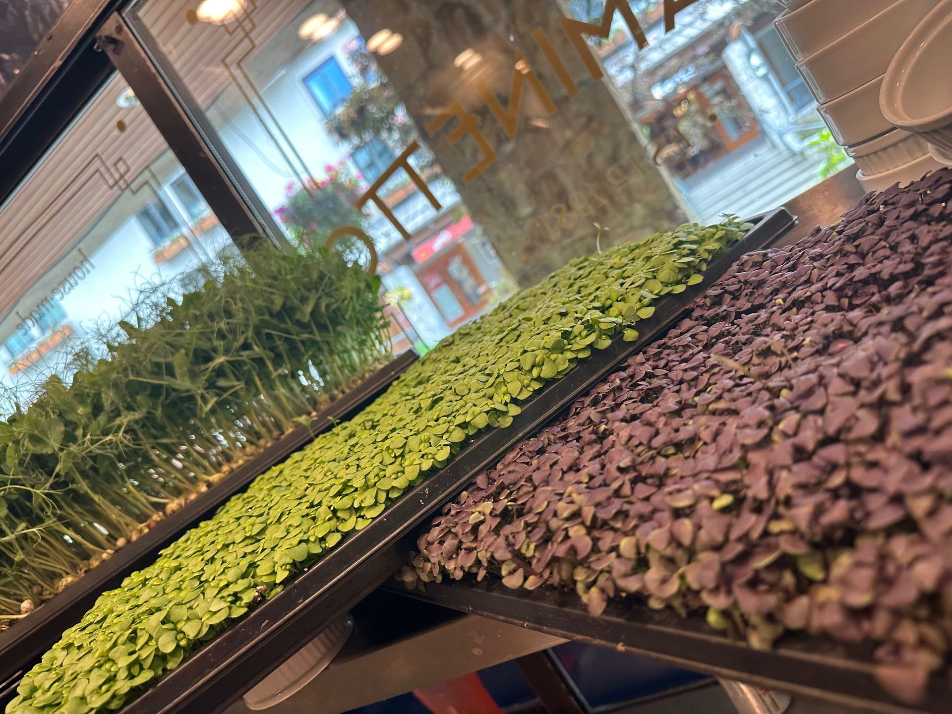 Trays of microgreens in shades of green and purple, inside a window, possibly in a shop.