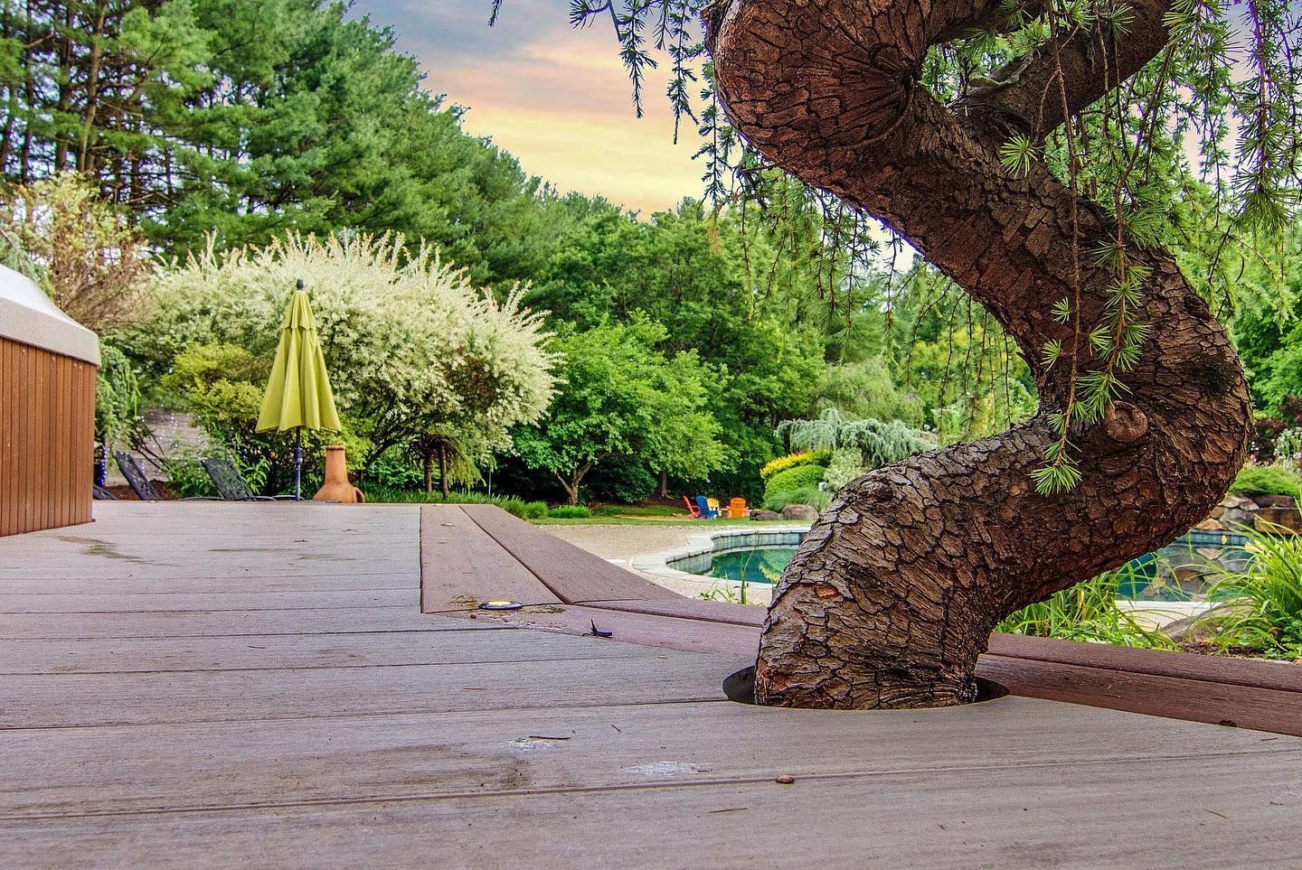 Curved tree trunk growing through a weathered wooden deck with a pool and umbrella in the background.