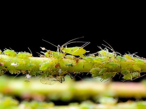 Get Rid Of Aphids Naturally