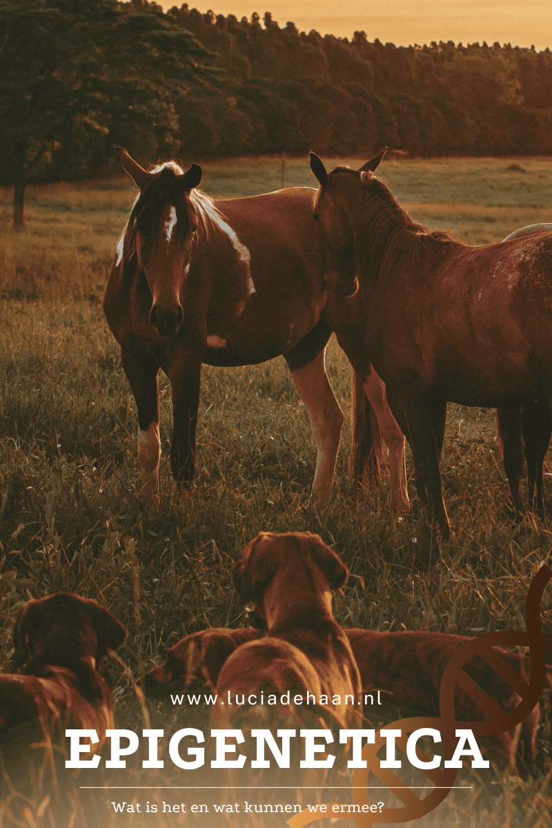 Hoe kun je epigenetica beïnvloeden en je paard of hond gezond houden?