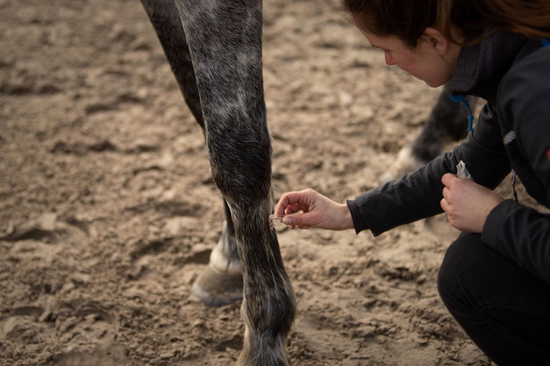 Osteopaat paard hond friesland groningen drenthe