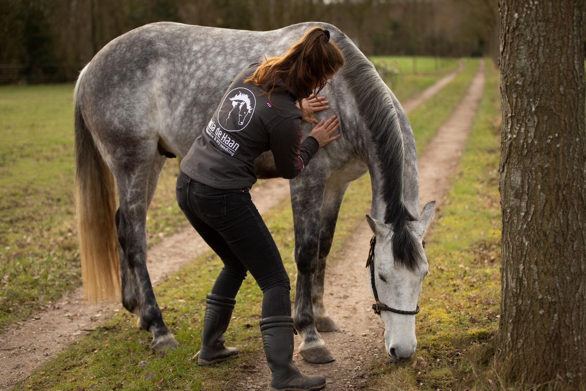 Osteopaat paard hond friesland groningen drenthe