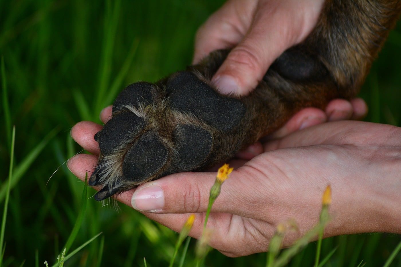 Osteopaat paard hond friesland groningen drenthe