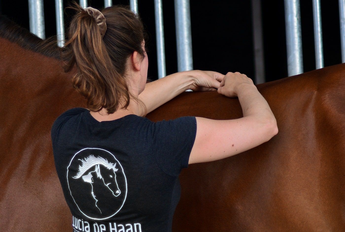 Osteopaat paard hond friesland groningen drenthe