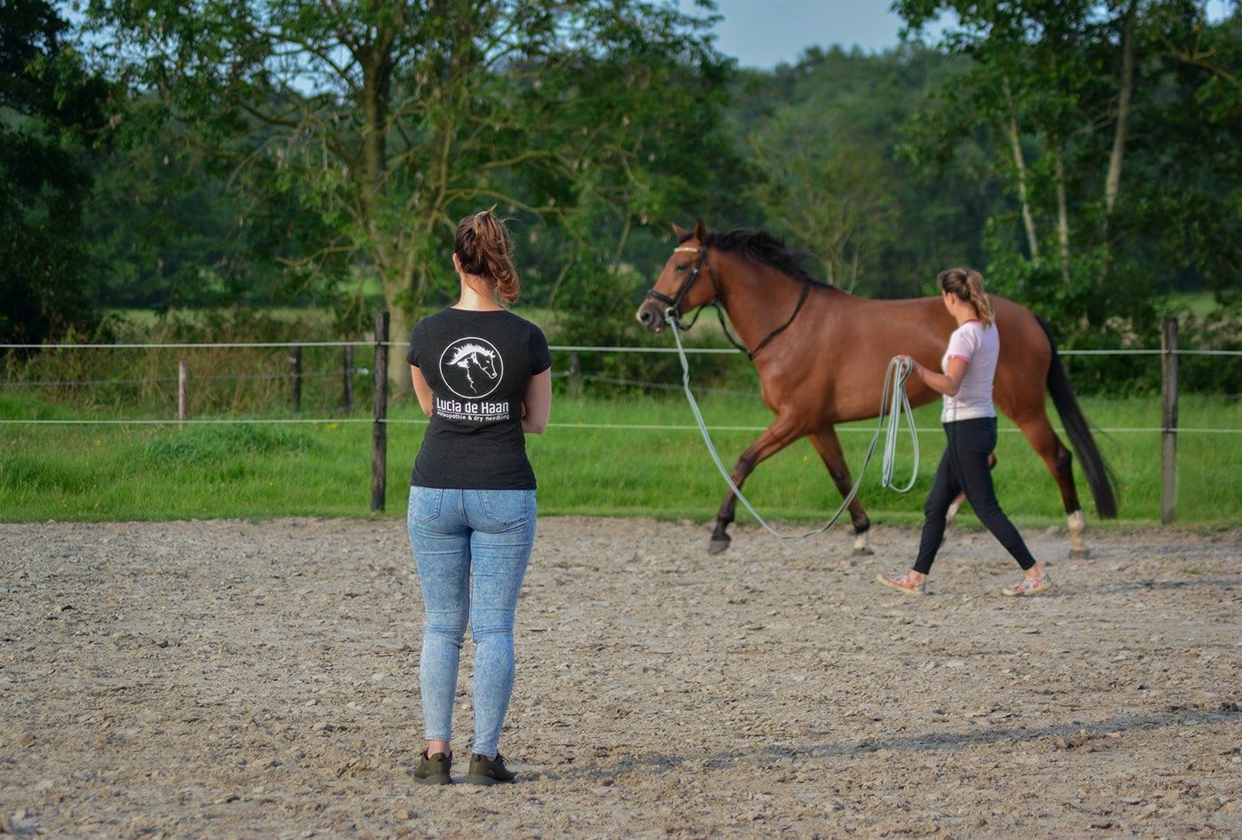 Osteopaat paard hond friesland groningen drenthe