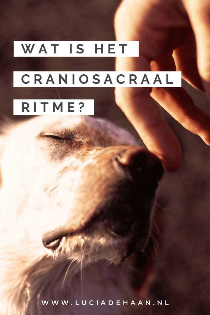Wat is het craniosacraal ritme, bij paarden en honden