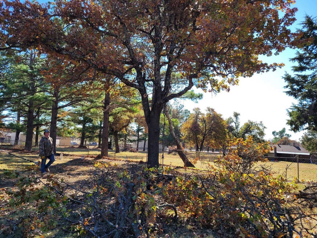 Man walking in a yard with trees, some with brown leaves, under a blue sky on a sunny day.