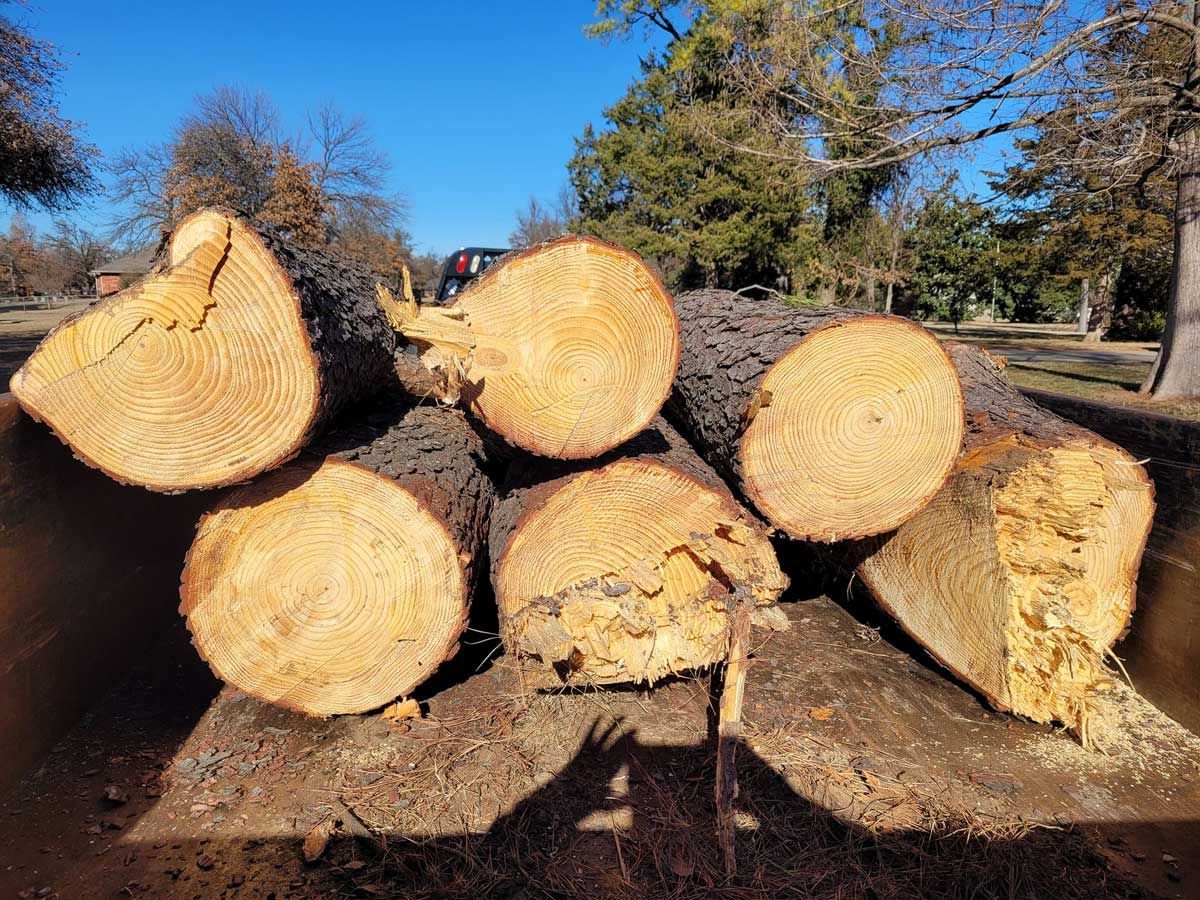 Cut logs stacked in a pile, showing tree rings, against a backdrop of trees and a blue sky.
