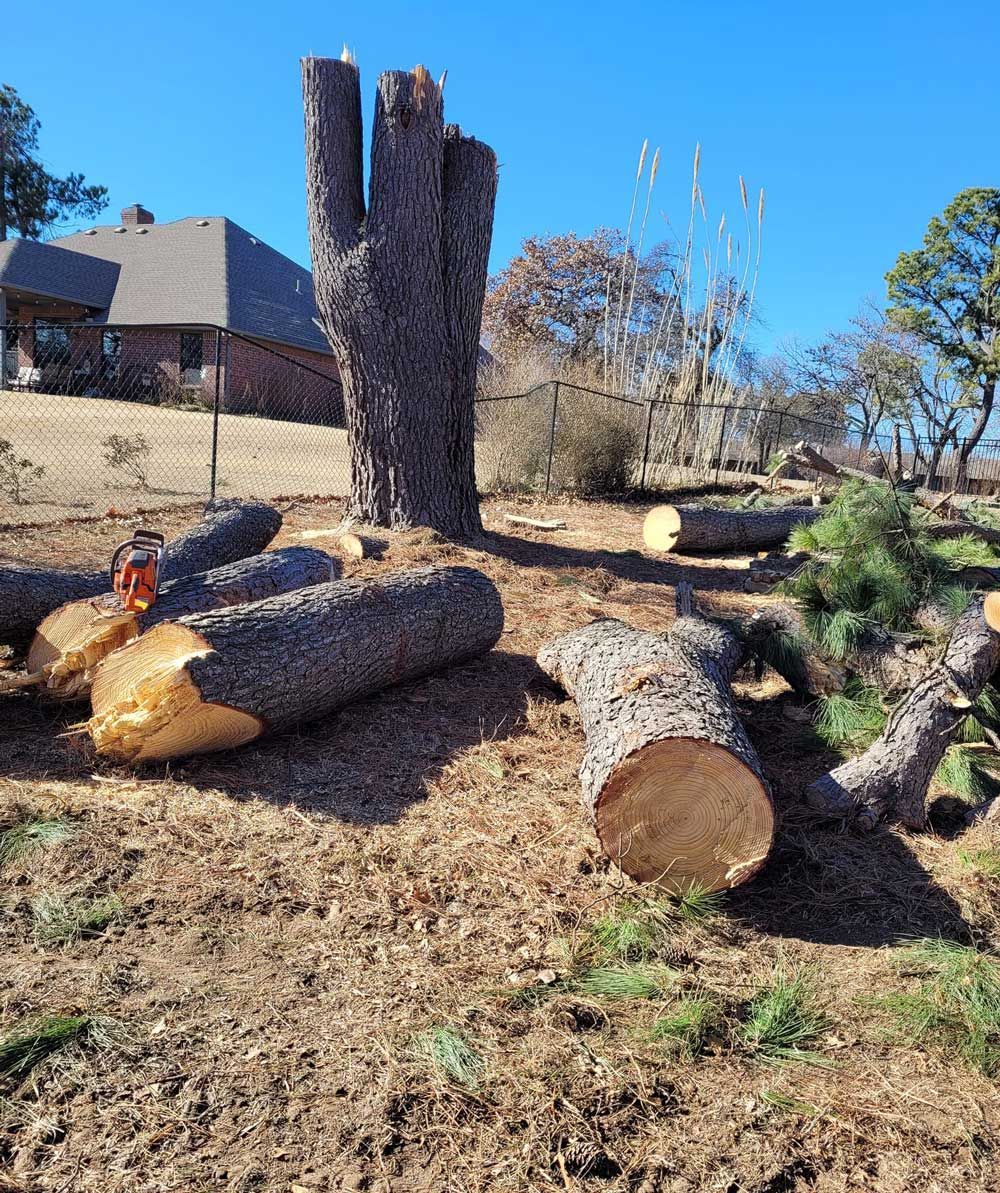 Cut tree trunks and branches on the ground, with a tall tree stump, outdoors on a sunny day.