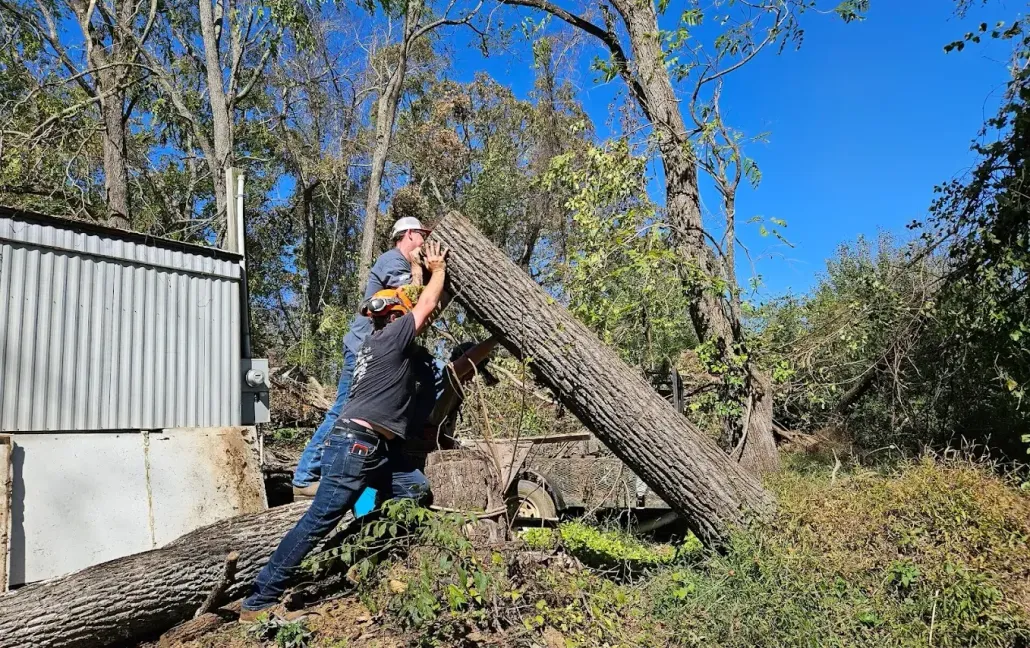 About Big Sky Tree Care