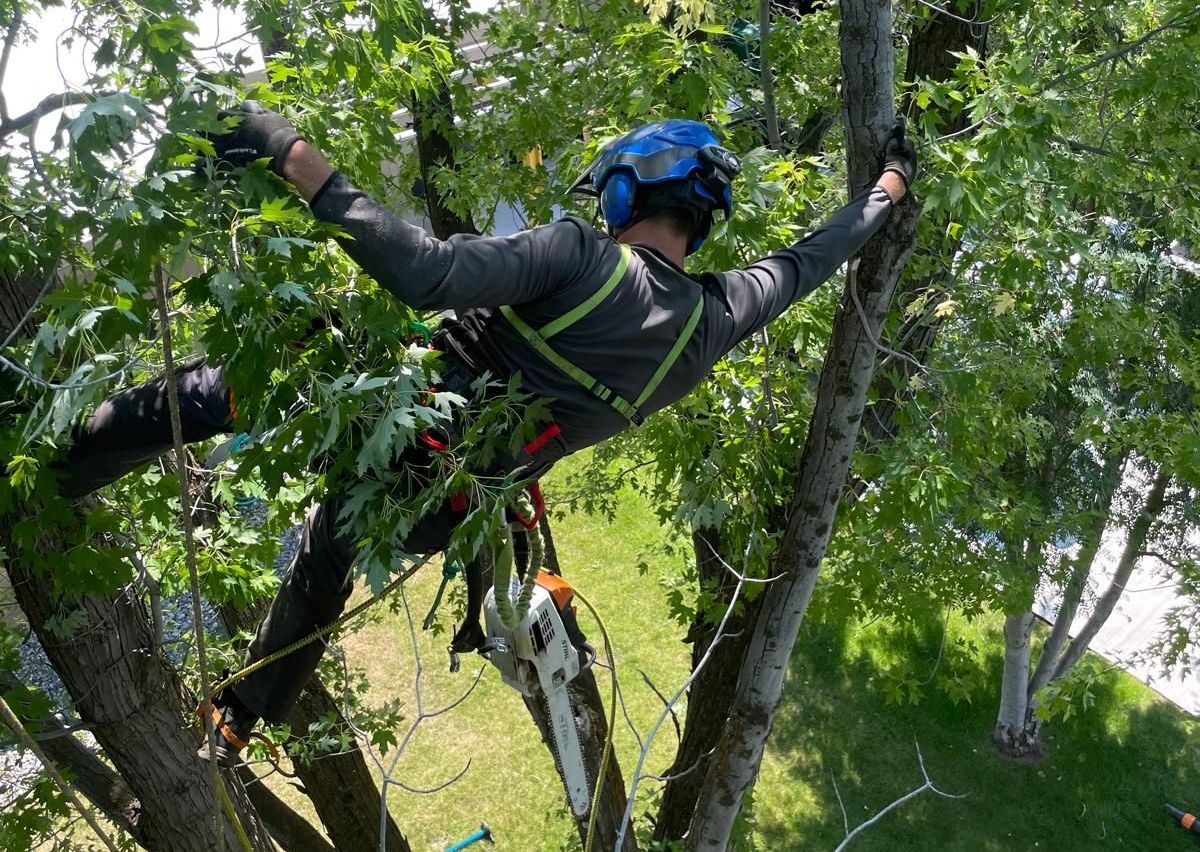 Tree Health in Bozeman, MT