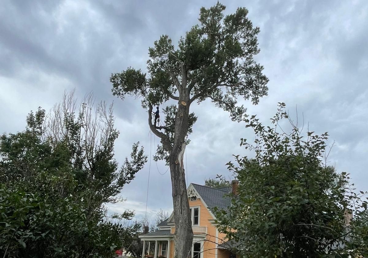 Tree Pruning in Bozeman, MT