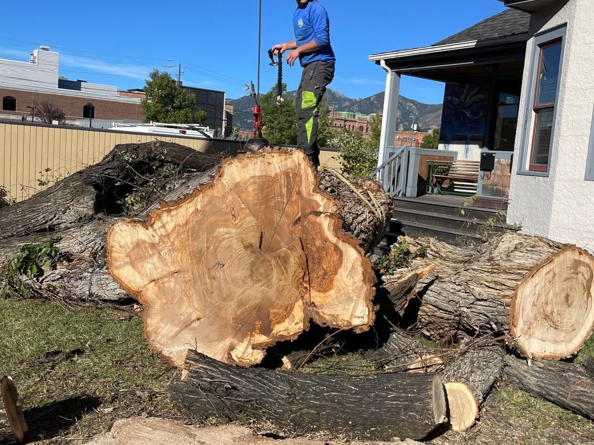 Tree Removal in Bozeman, MT