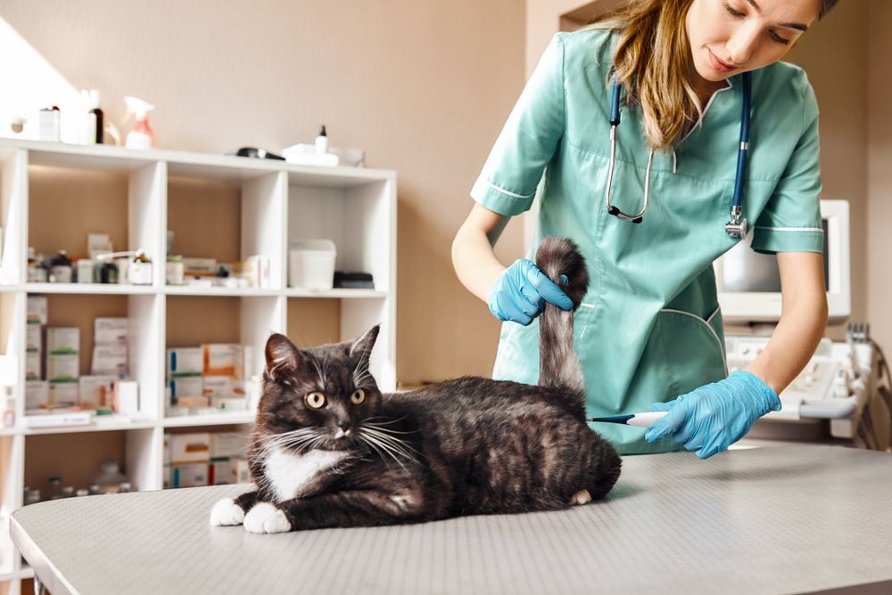 Veterinarian Taking a Cat's Temperature in a Table — Gold Coast Laser And Pipe Bending in Mudgeeraba, QLD