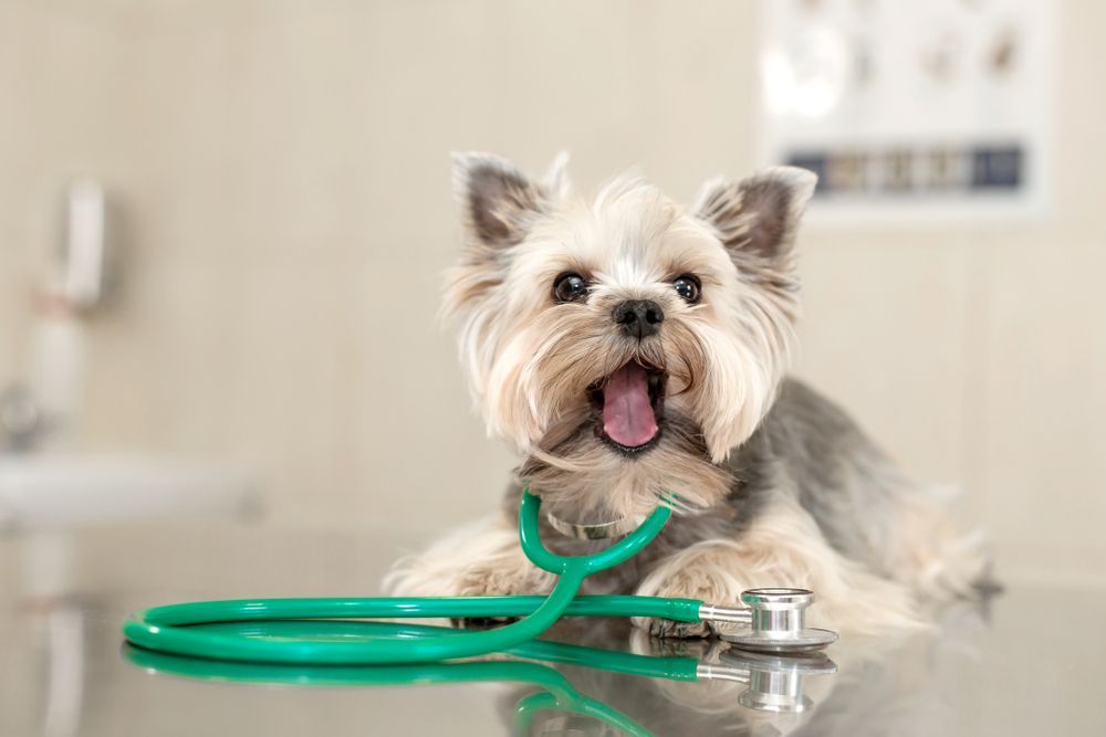 Yorkshire Terrier Dog on a Vet's Table — Gold Coast Laser And Pipe Bending in Mudgeeraba, QLD