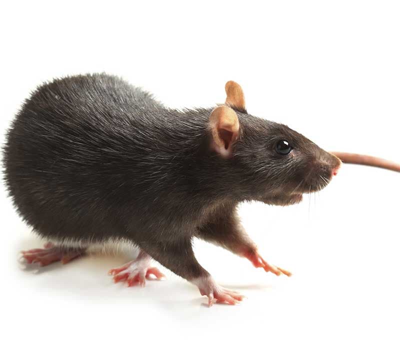 Rodents - Rodents Control Services in Starkville, MS