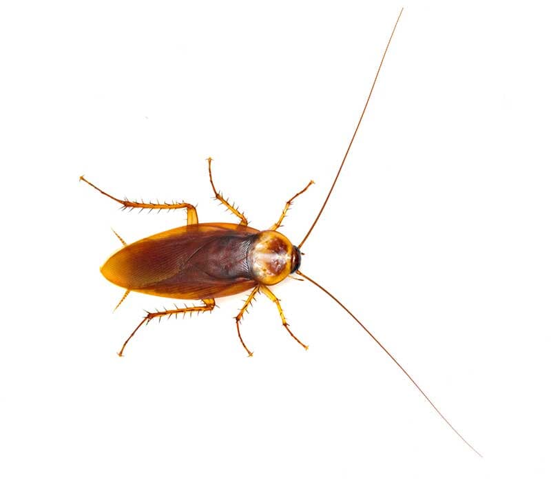 Roaches - Roach Control Services in Starkville, MS
