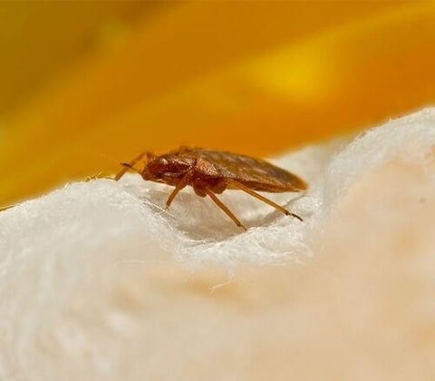 Bed Bugs - Bed Bug Control Services in Starkville, MS