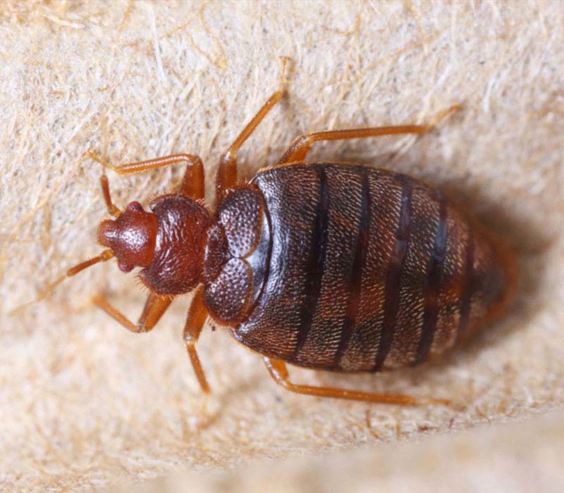 Bed Bugs - Bed Bug Control Services in Starkville, MS