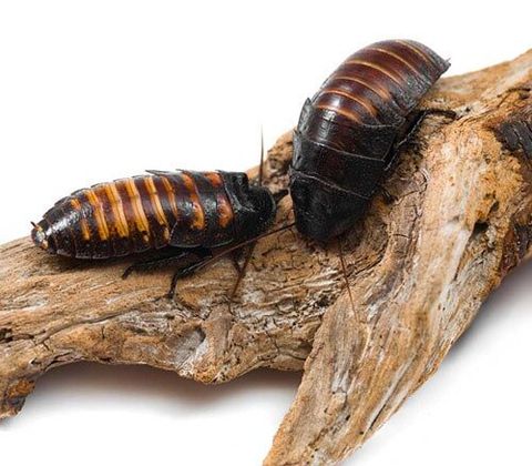Roaches - Roach Control Services in Starkville, MS